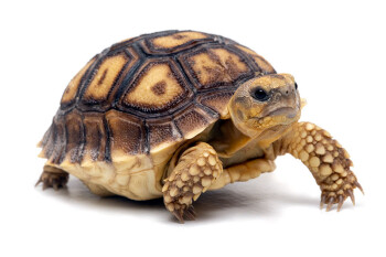 Centrochelys sulcata Spain